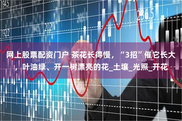 网上股票配资门户 茶花长得慢，“3招”催它长大，叶油绿、开一树漂亮的花_土壤_光照_开花
